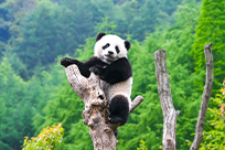 驴妹妹旅行照片