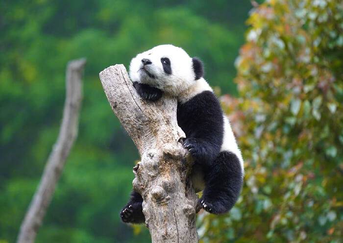 亞洲驴妹妹成都辦公室