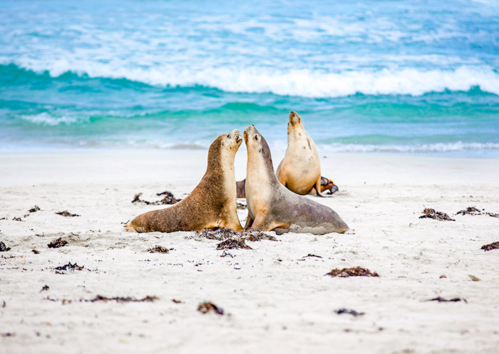南澳全景 | 澳大利亞阿德萊德+袋鼠島+菲爾半島+粉紅湖/莫納托動物園+芭蘿莎5日遊
