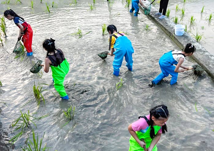 fish-catching-longji-rice-field1