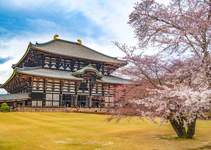 todai-ji-cherry-blossom2