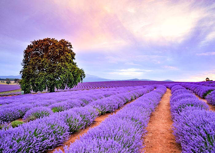 bridestowe-lavender1