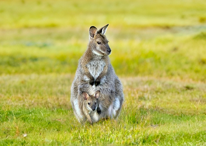 trowunna-wildlife-sanctuary1