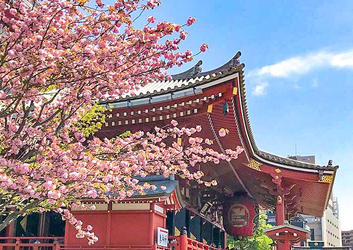 senso-ji-temple-sakura1