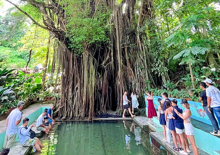 old-enchanted-balete-tree1