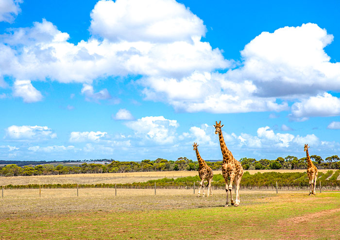 monarto-safari-park1