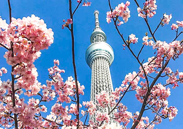 tokyo-skytree-with-sakura2