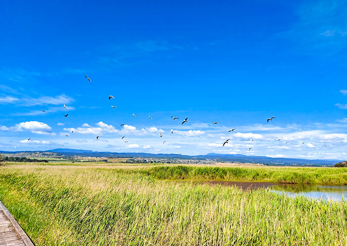 tamar-island-wetlands1