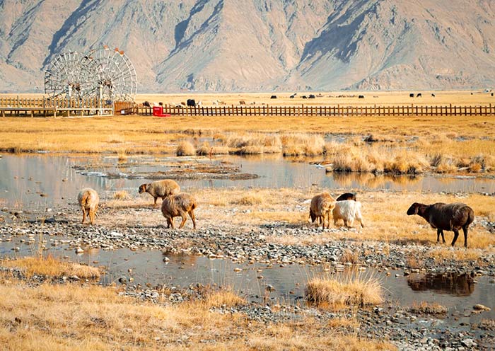 alaer-golden-grasslands1