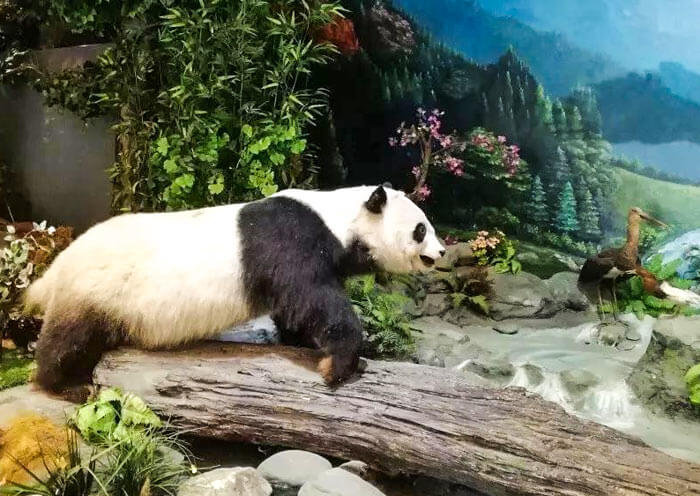 wolong-giant-panda-museum1