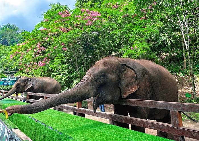xishuangbanna-wild-elephant-valley4