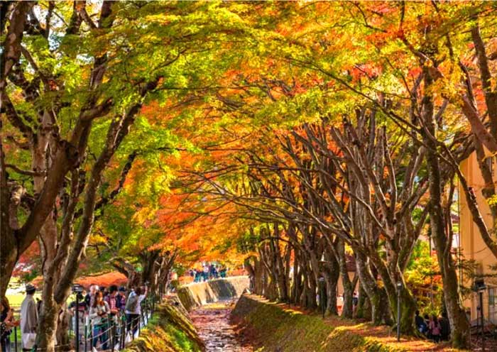 lake-kawaguchi-maple-corridor1