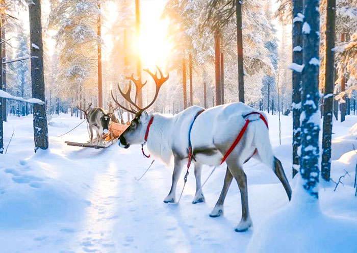 極地探索 | 莫斯科+摩爾曼斯克純玩7日遊(紅場/克裏姆林宮/極光/馴鹿/哈士奇基地/軍事體驗)